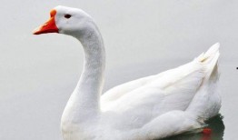 网红大鹅,从田间到网络，一只鹅的传奇之旅